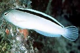 White Blenny / Meiacanthus smithii 12