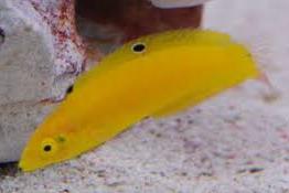 Yellow Wrasse Thumbnail