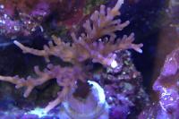 Red Dragon Acropora