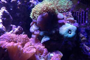 Mushroom coral Green and purple