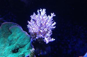 acropora