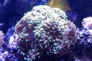 Hammer / Anchor Coral