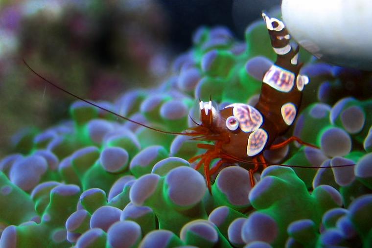 Sexy Anemone Shrimp / Thor amboinensis 304