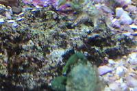 Emerald Crab Thumbnail