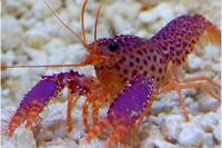 Debelius Purple Reef Lobster Thumbnail