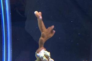 Red Branched Montipora Coral