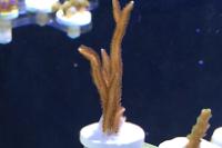 Staghorn Acropora Thumbnail