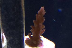 Blue Acropora Thumbnail