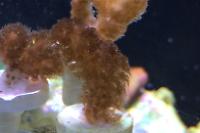 Light blue Stylophora Coral Thumbnail