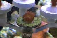 Montipora Coral ? Thumbnail