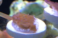 Montipora Coral ? Thumbnail