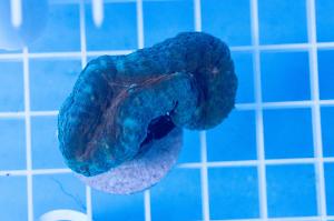 Lobophyllia Brain Coral Thumbnail