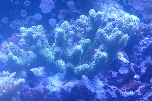 Acropora millepora Thumbnail