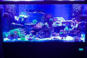 120g RR Deep Blue Professional Thumbnail