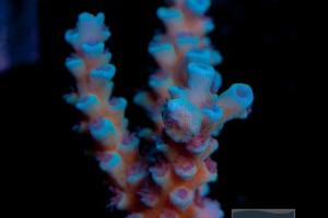 Acropora Vermiculata Thumbnail