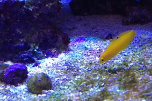 Canary Wrasse Thumbnail