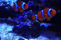 Ocellaris Clownfish Thumbnail