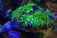 Green Starburst Polyp Thumbnail