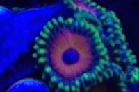 Watermelon Zoanthid Thumbnail