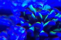 Green Hammer Anchor Coral Thumbnail