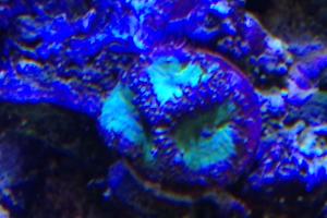 Neon Blastomussa Coral Thumbnail