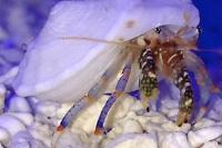 Blue Legged Hermit Crab Thumbnail