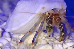 Blue Legged Hermit Crab Thumbnail