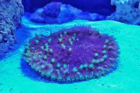 Purple green Turbinaria Scroll Coral Thumbnail