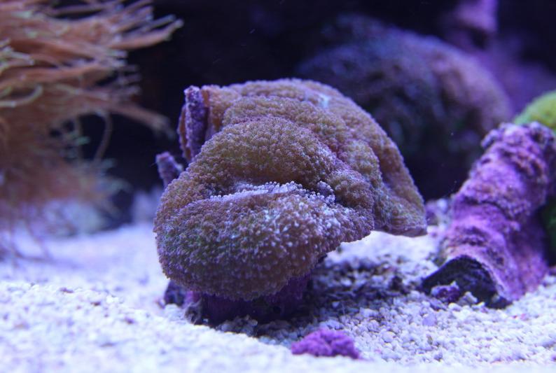 Brain Coral, Lobophyllia