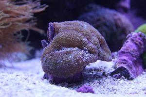 Brain Coral Lobophyllia Thumbnail