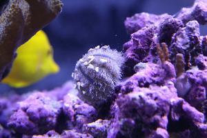 Blue Tuxedo Urchin Thumbnail