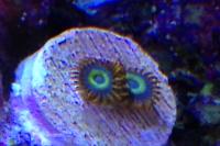 Fruit Loop Zoanthid Thumbnail