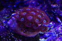 Assorted Zoas Thumbnail