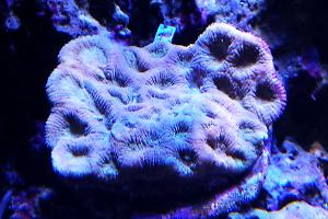 Goniastrea Brain Coral Thumbnail