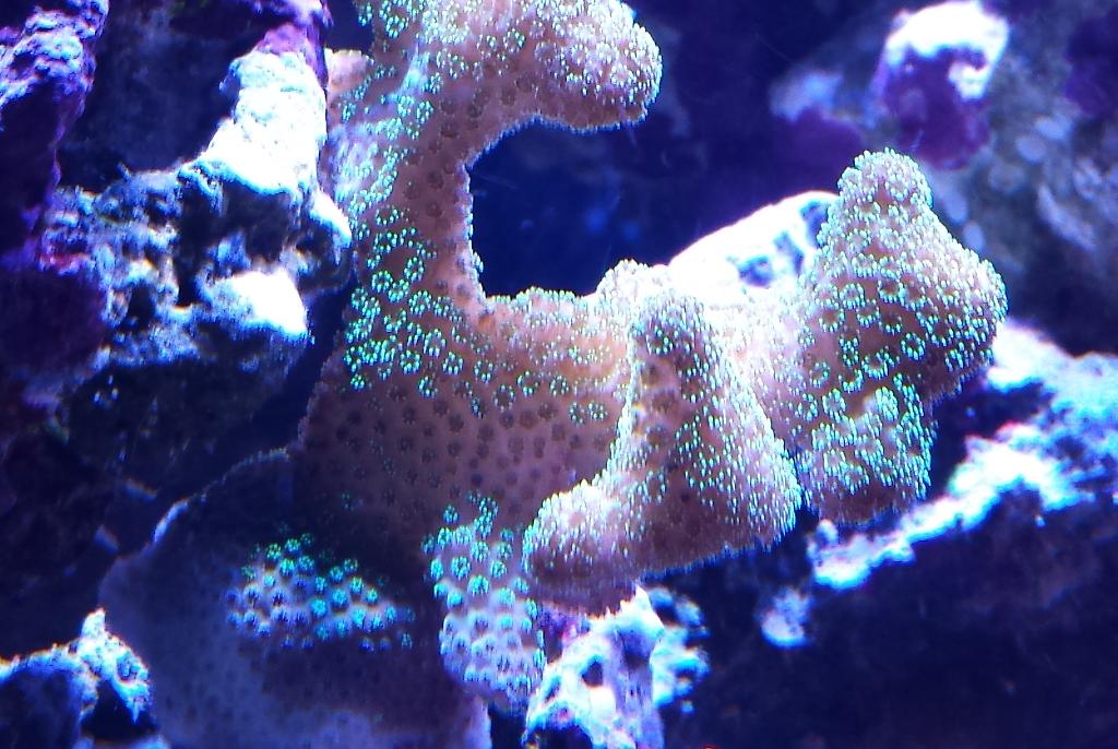 Stylophora Coral Neon Green