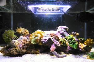 My Aquarium Thumbnail