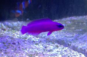 Orchid Dottyback Thumbnail