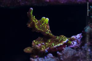 Spongode Montipora