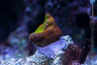 Rainbow Montipora Thumbnail