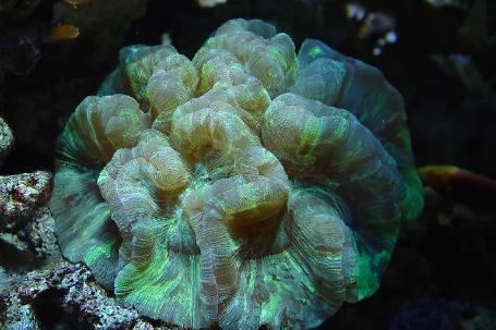 Brain Coral Trachyphyllia Thumbnail