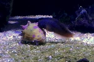 Starry Blenny Thumbnail