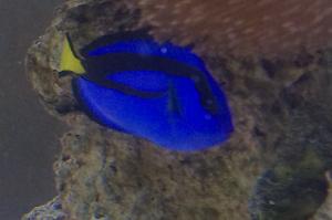 Blue Tang Thumbnail