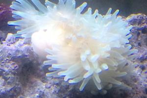 Anemone Thumbnail