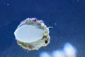 Banded Trochus Snail Thumbnail