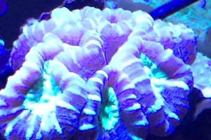 Candy Cane Coral Thumbnail