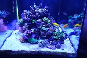 3ft Reef Thumbnail