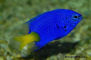 Yellowtail Damselfish Thumbnail