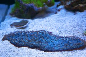 Plate Coral Blue - Short Tentacle Thumbnail