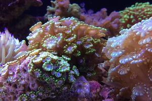 Green Alveopora Coral Thumbnail