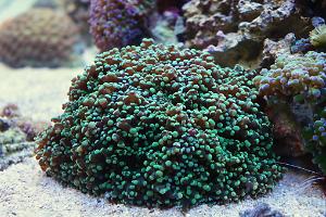 Frogspawn Coral - Branched Thumbnail